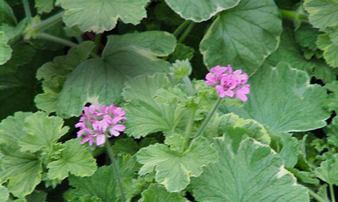 DieDuften! - Flieder